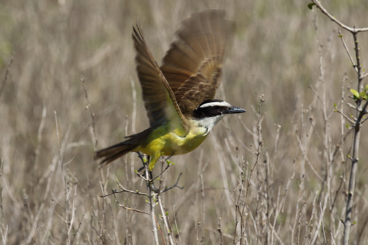 Great Kiskadee - ML616431152