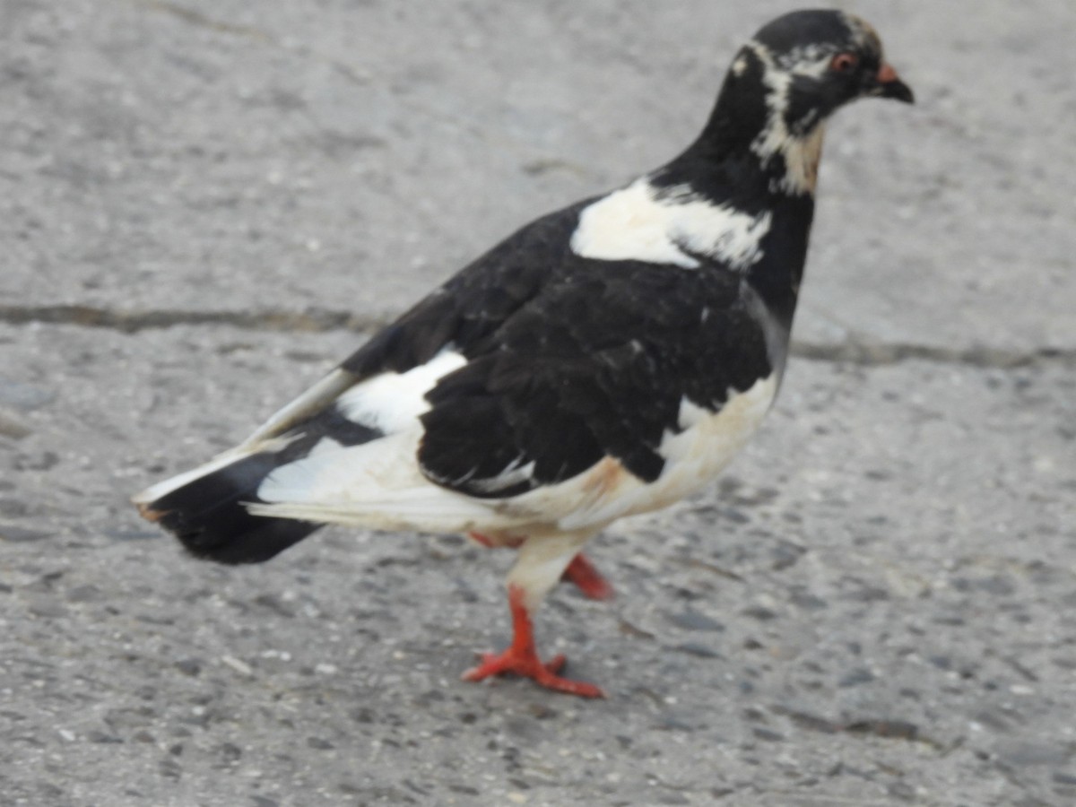 Rock Pigeon (Feral Pigeon) - ML616431154