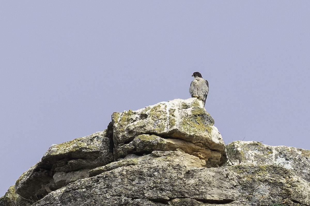 בז נודד - ML616431169