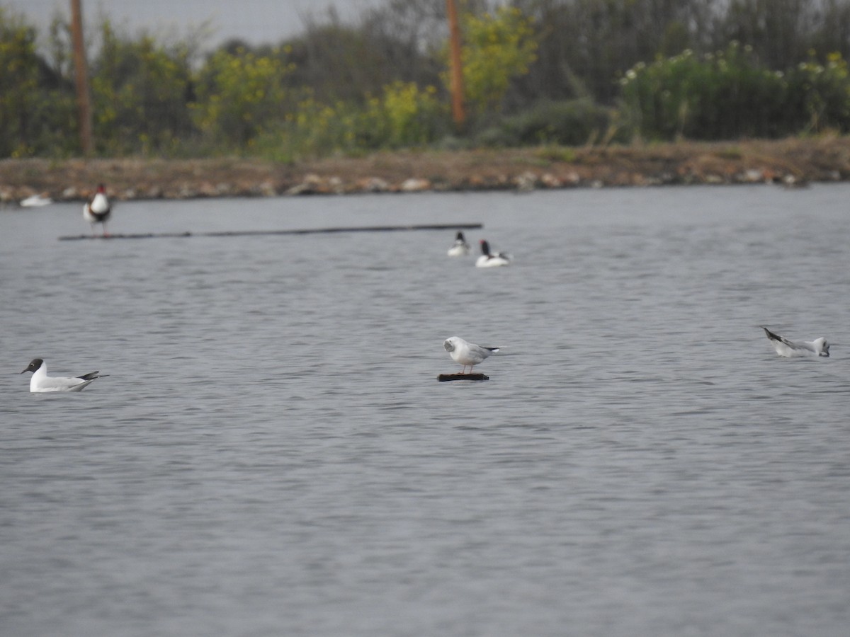 Little Gull - ML616431183