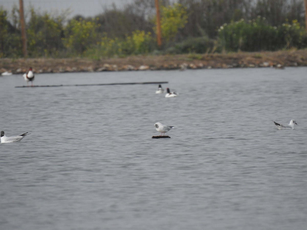 Little Gull - ML616431184