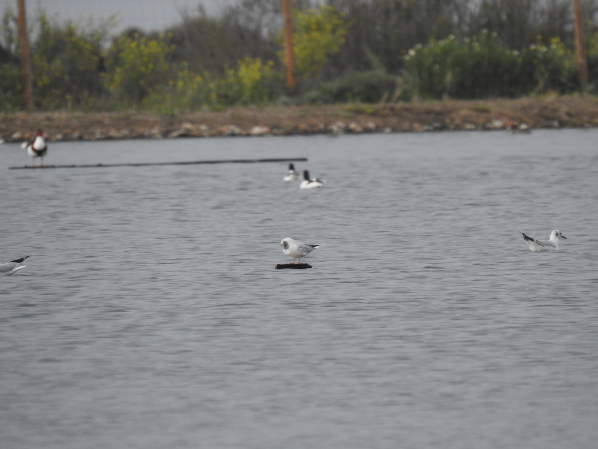 Little Gull - ML616431185