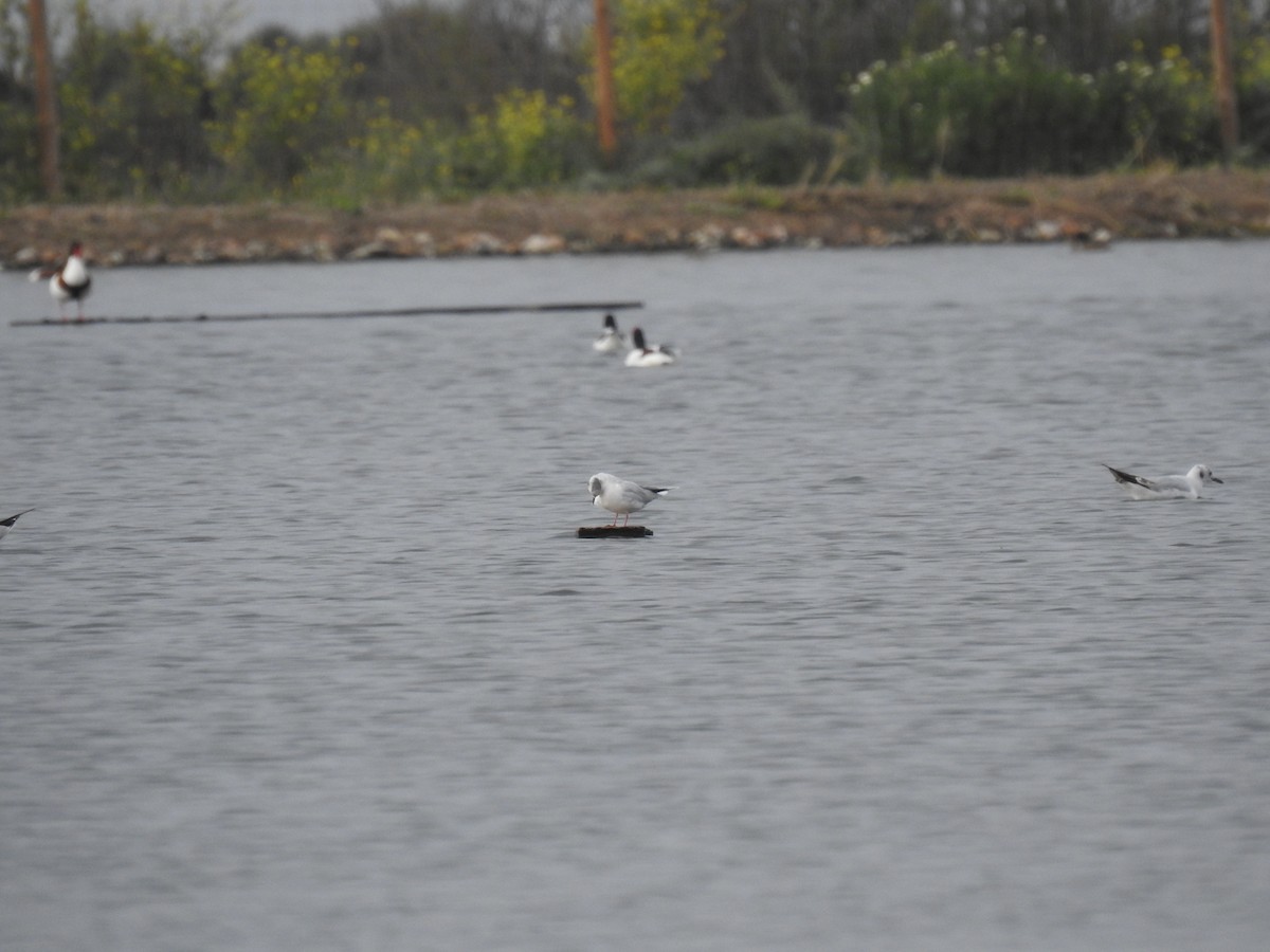 Little Gull - ML616431187