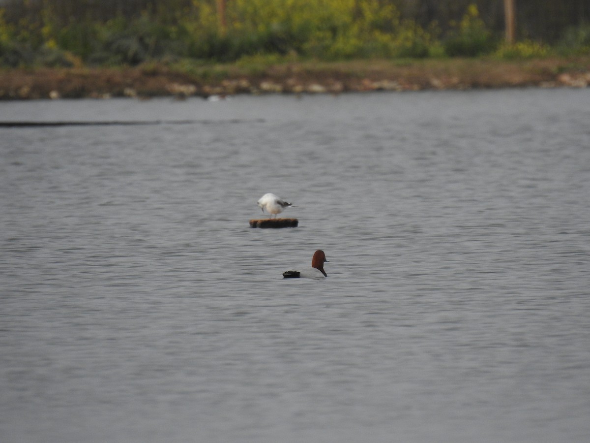 Little Gull - ML616431209