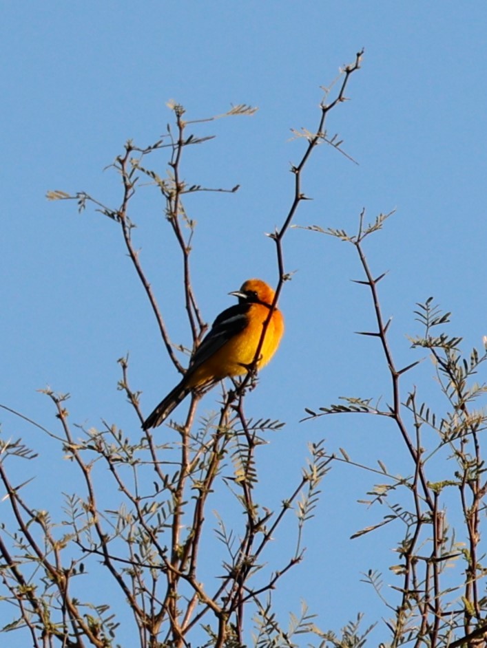 Hooded Oriole - ML616431251