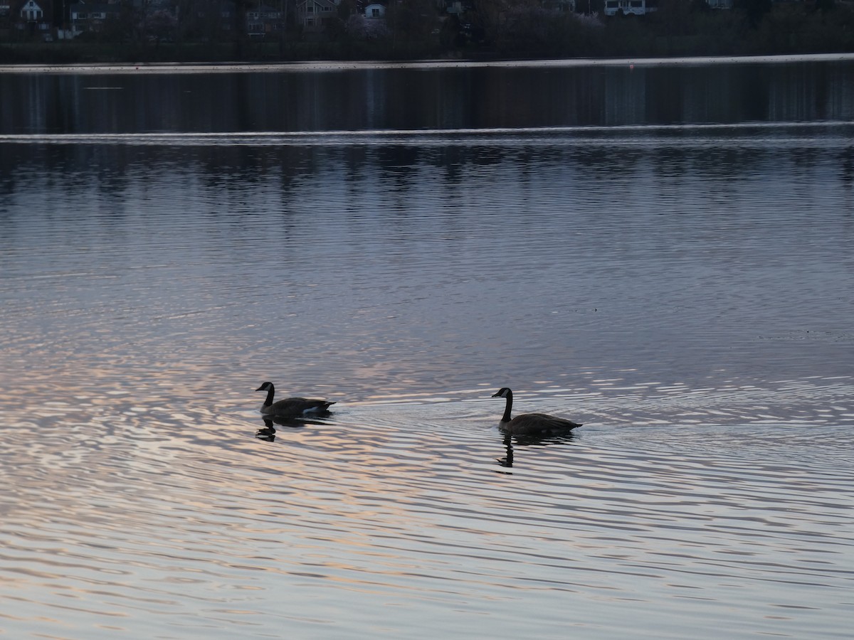 Canada Goose - ML616431261