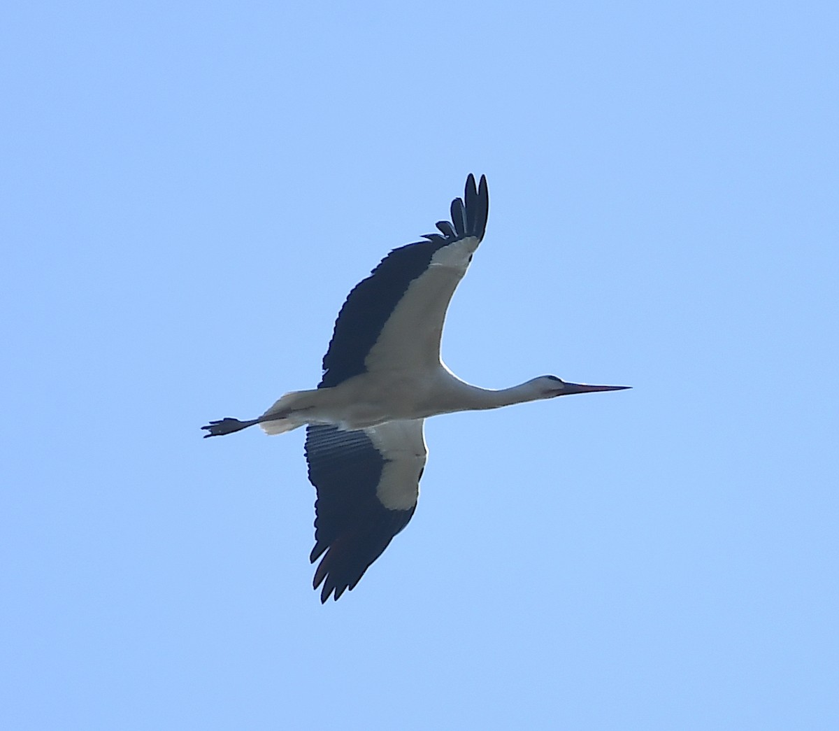White Stork - ML616431266