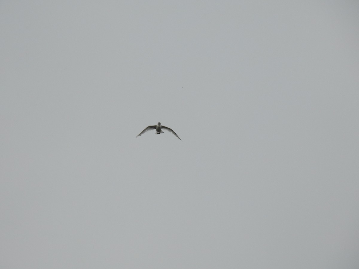 Little Gull - ML616431322