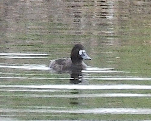 Greater Scaup - ML616431351