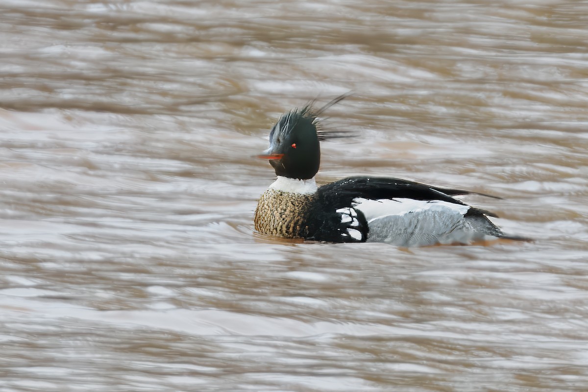 Red-breasted Merganser - ML616431404