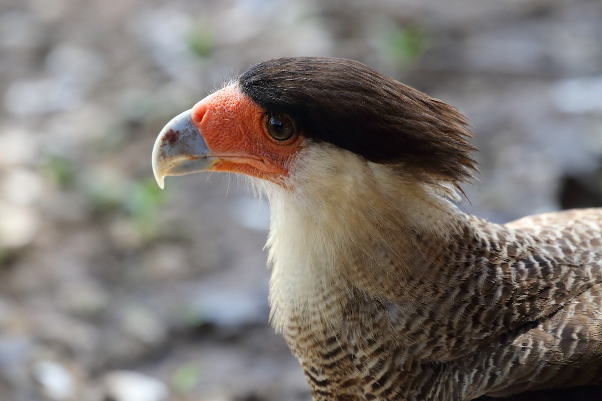 Caracara huppé - ML616431407