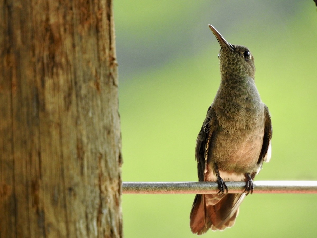 Sombre Hummingbird - ML616431455