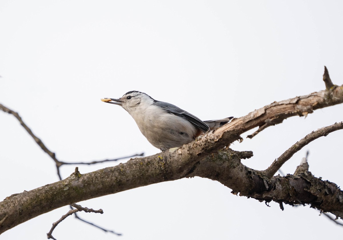 White-breasted Nuthatch - ML616431463