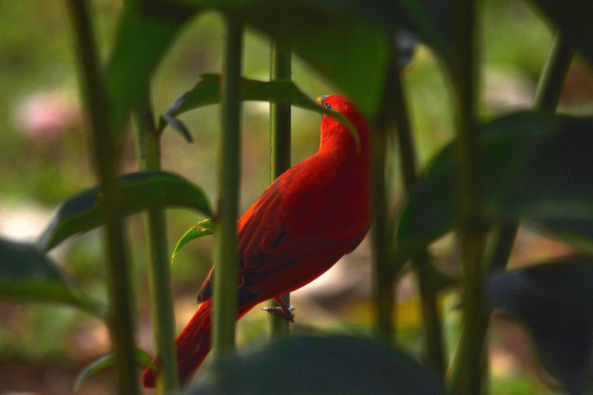 Summer Tanager - ML616431516