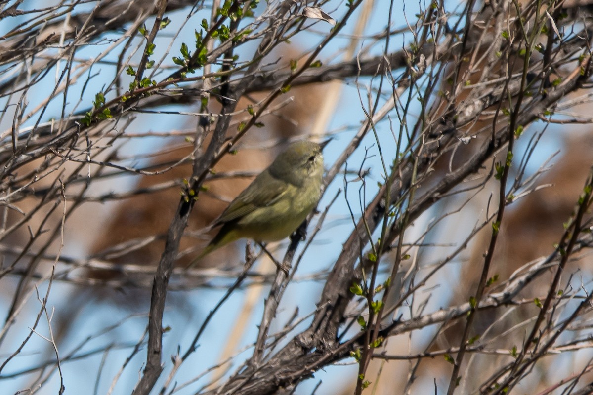 Orange-crowned Warbler - ML616431530