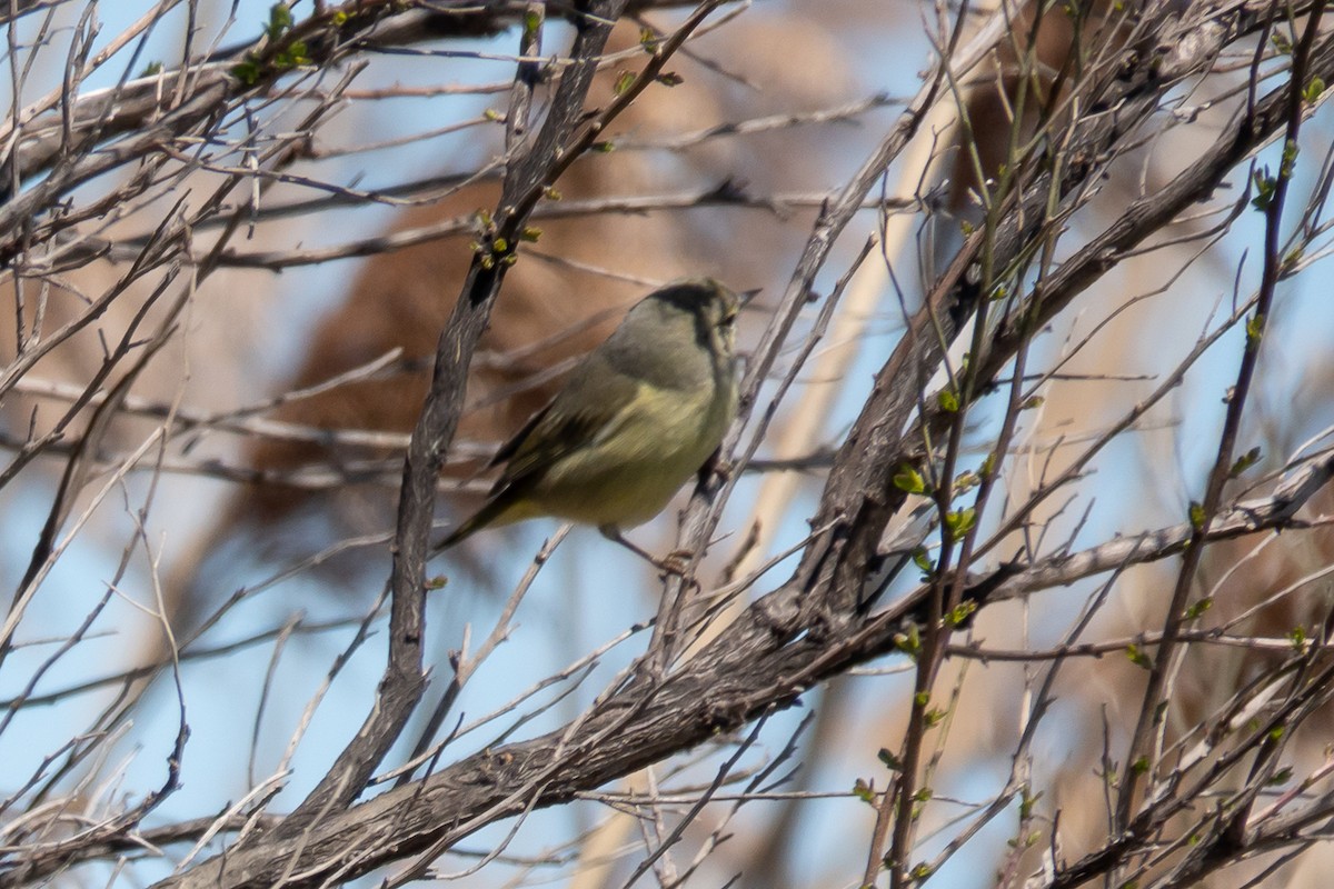 Orange-crowned Warbler - ML616431531