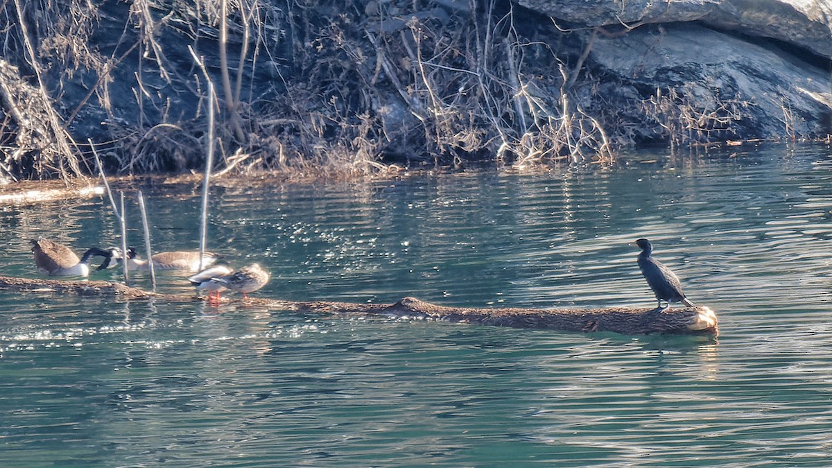 Double-crested Cormorant - Craig Becker