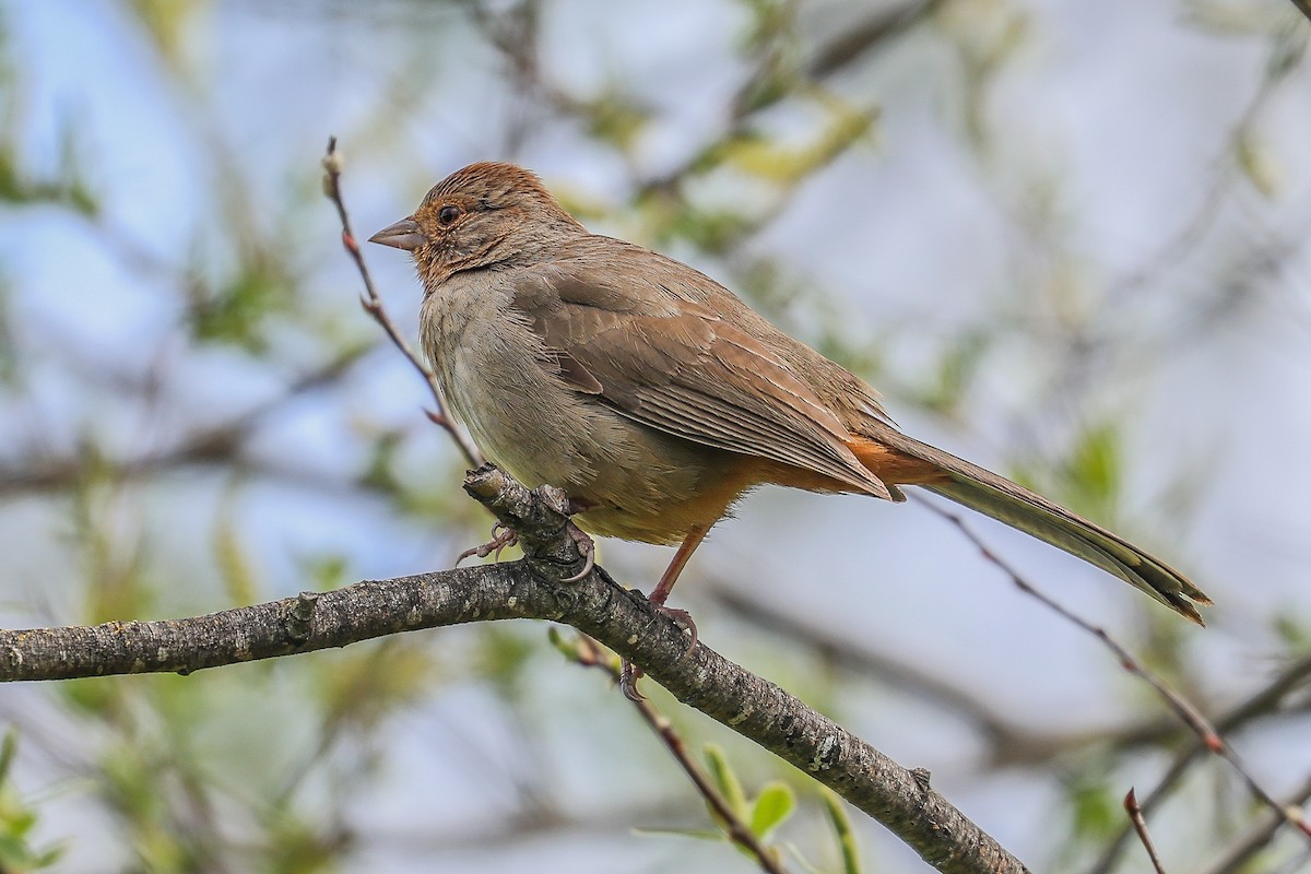 California Towhee - ML616431651