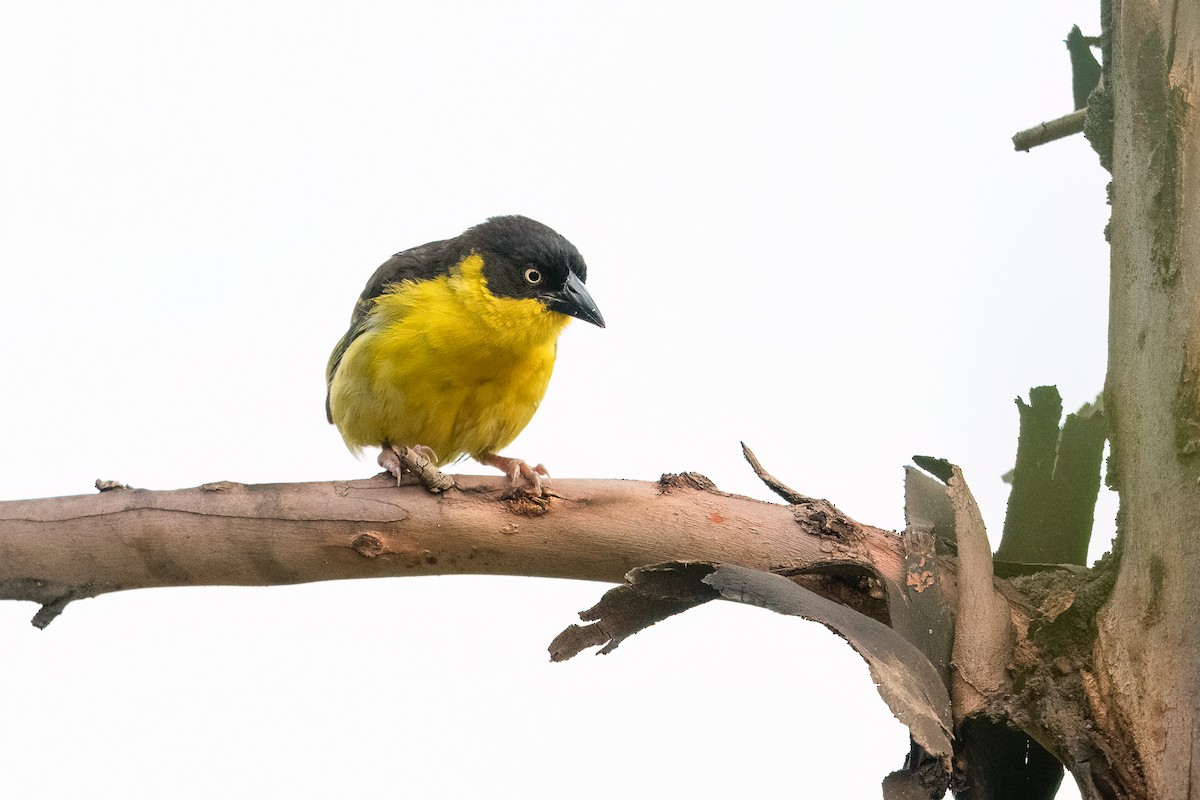 Baglafecht Weaver - ML616431670