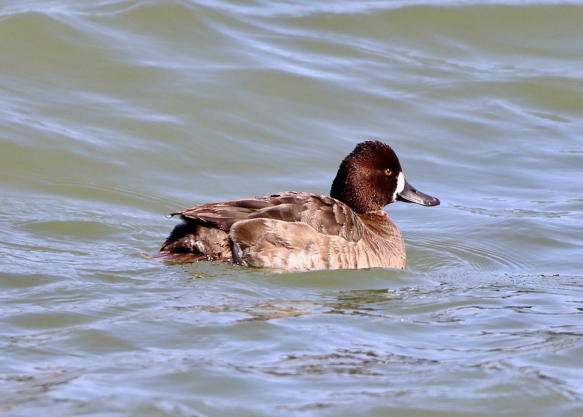 Lesser Scaup - ML616431722