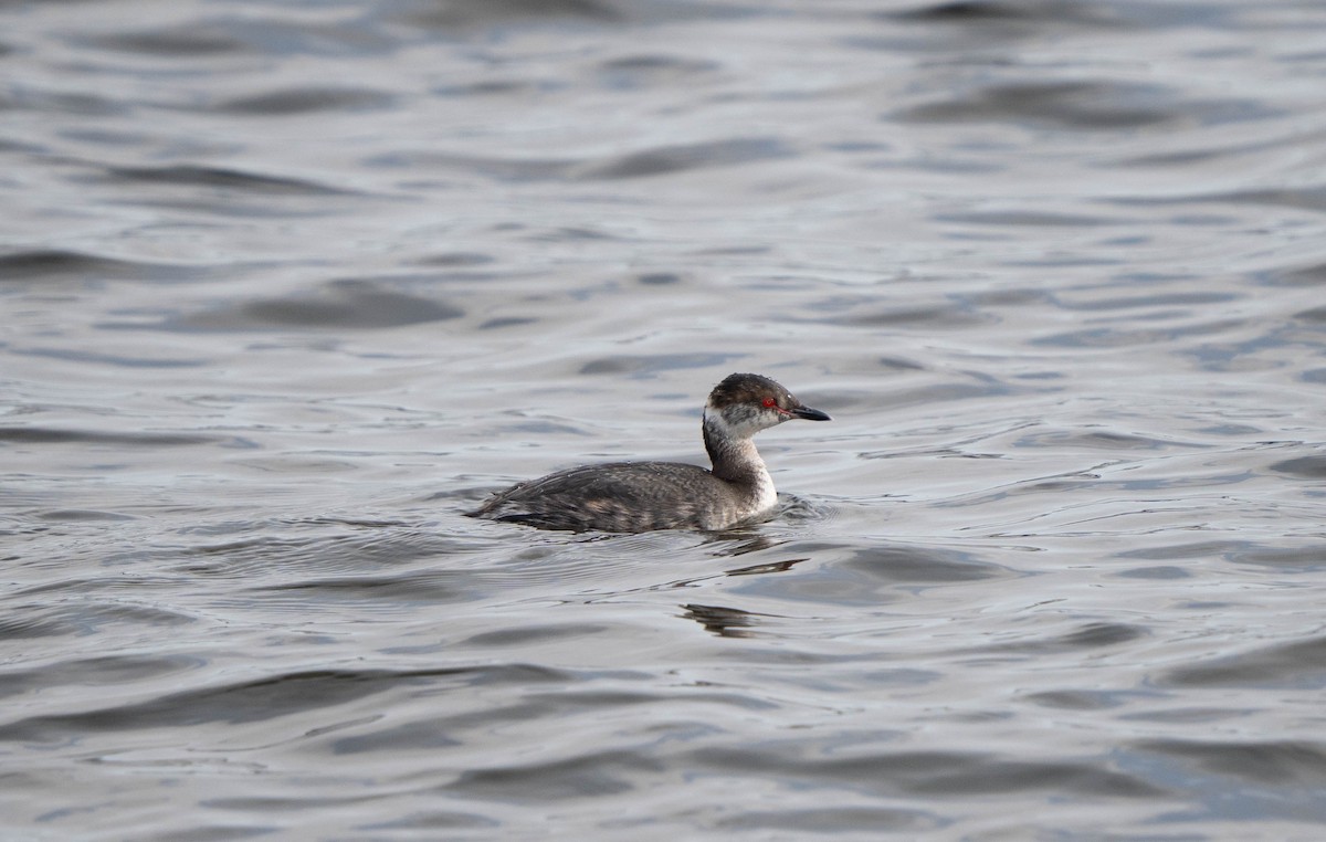 Horned Grebe - ML616431749