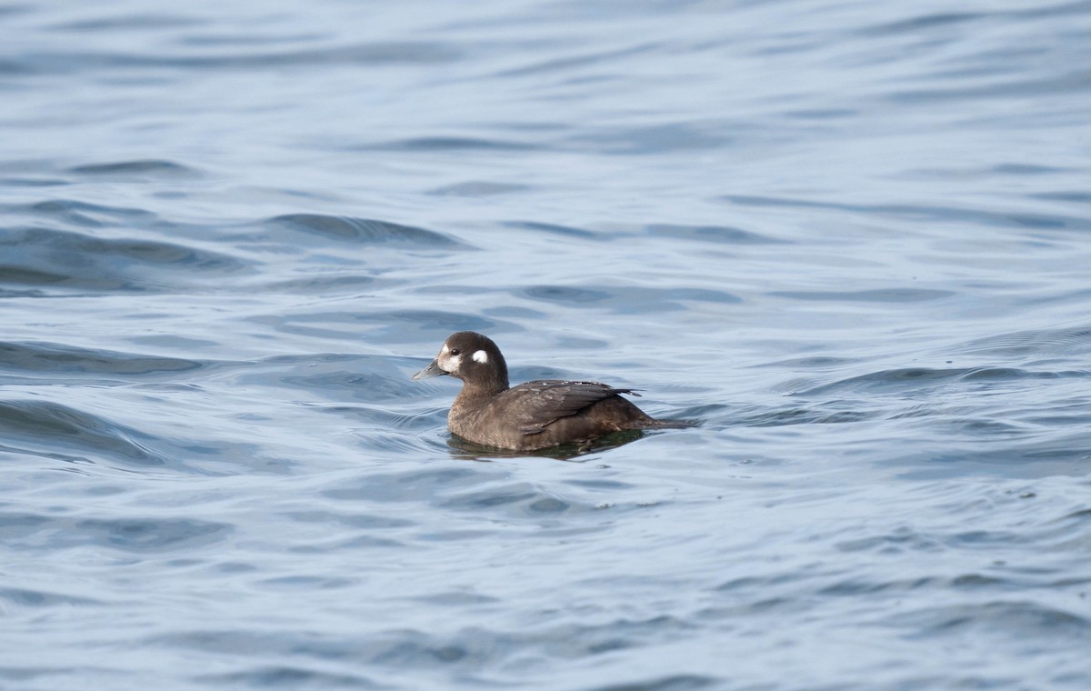 Harlequin Duck - ML616431759