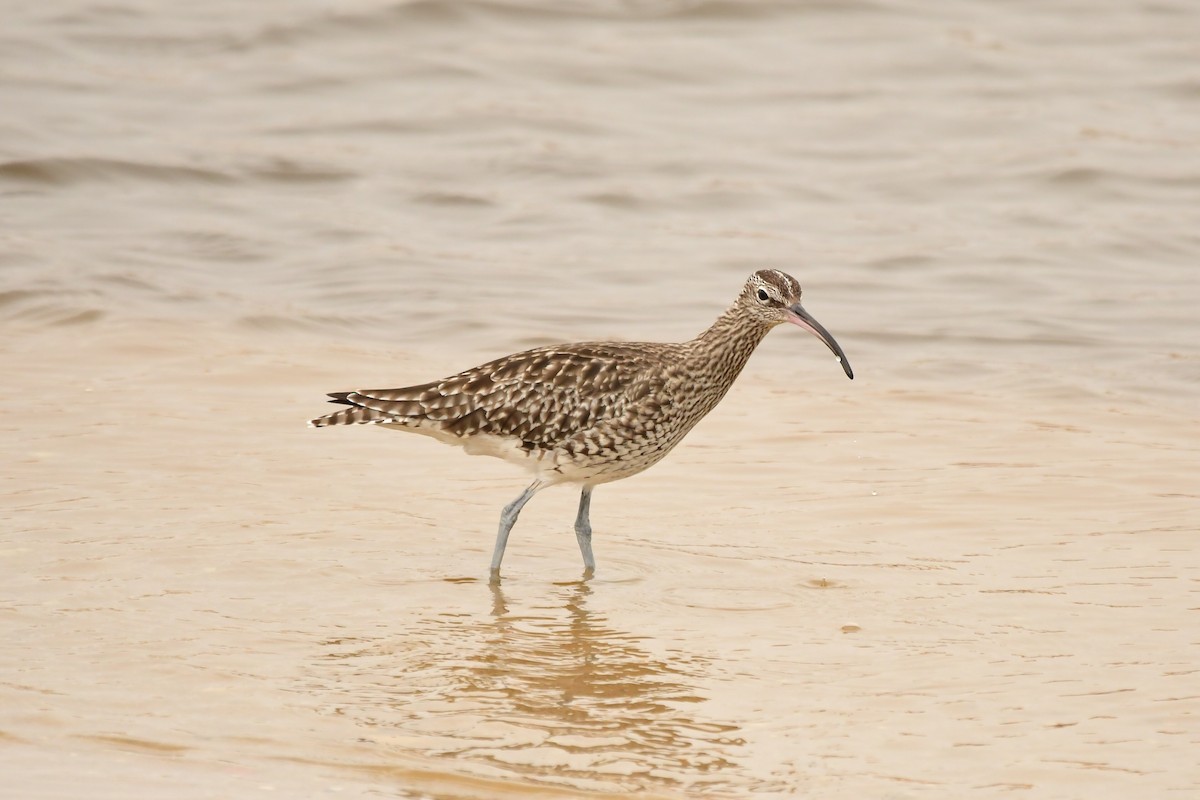 Whimbrel - Miguel Arribas Tiemblo