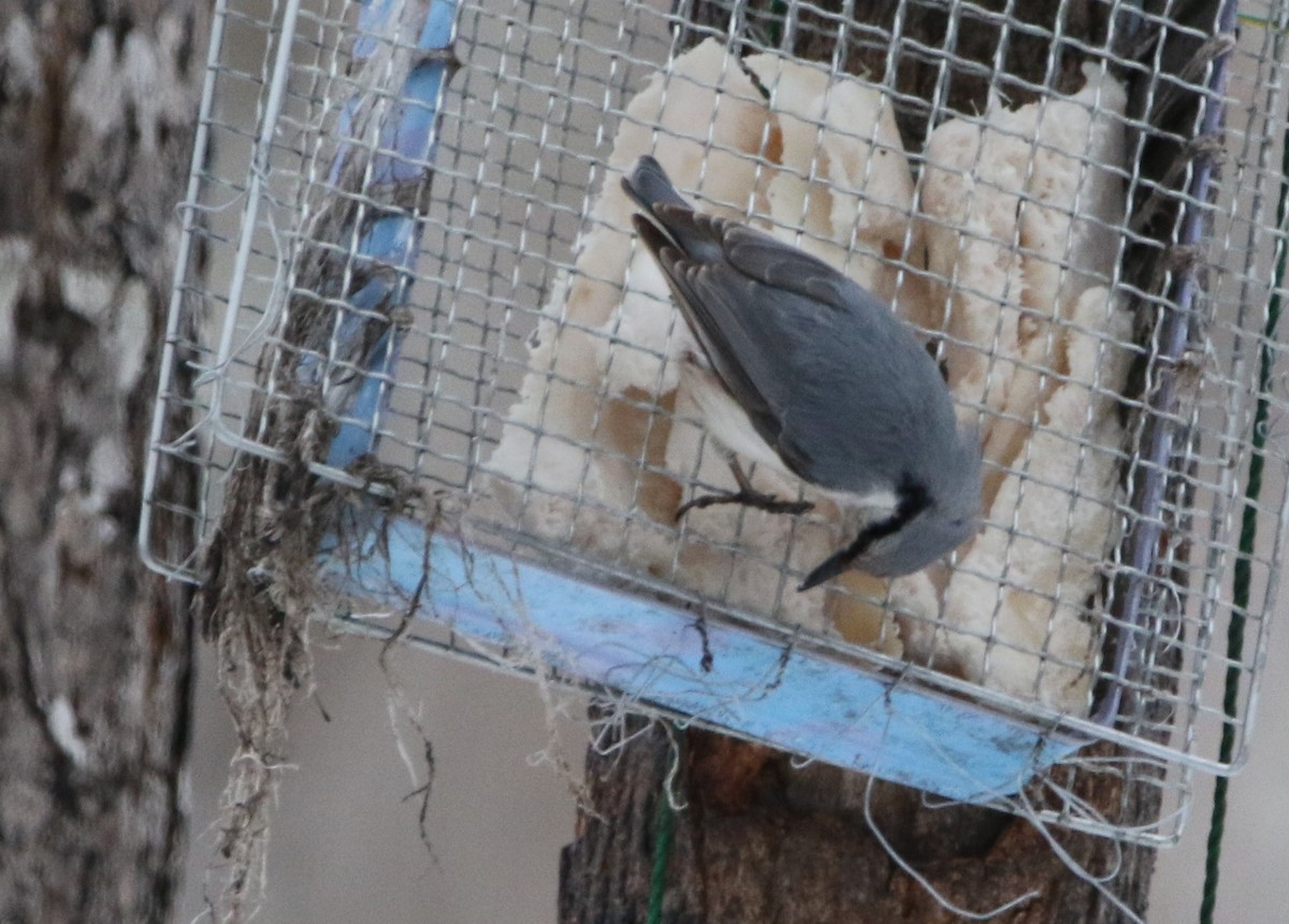 Eurasian Nuthatch (White-bellied) - ML616431802