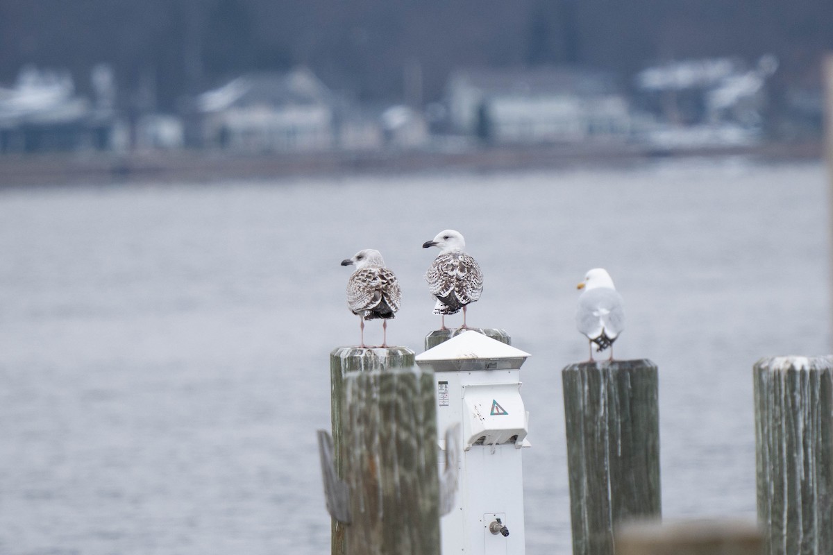 Great Black-backed Gull - ML616431804