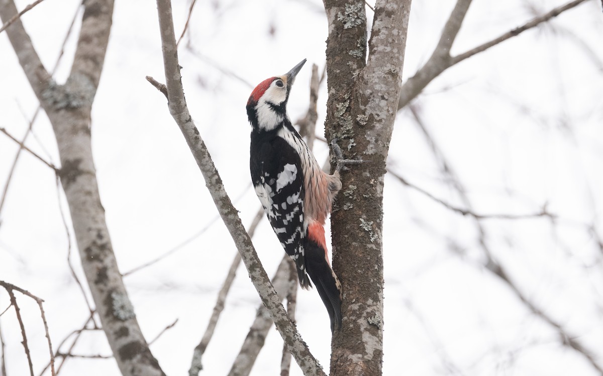 White-backed Woodpecker - ML616431900