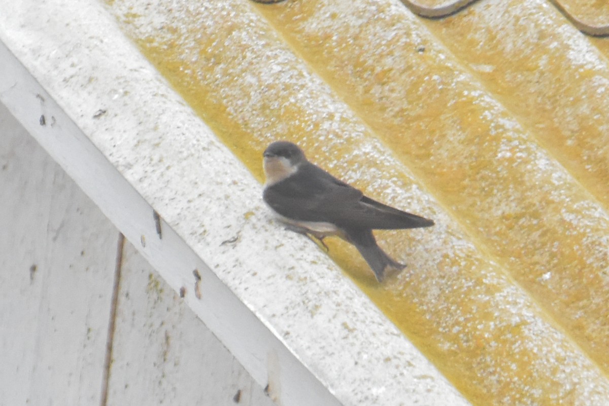 Blue-and-white Swallow - Víctor Hugo Sarabia Sánchez