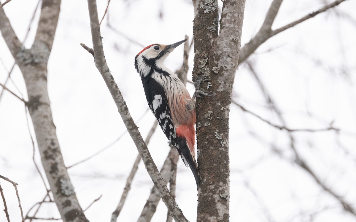 White-backed Woodpecker - ML616431913