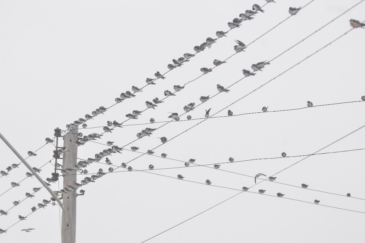 Chilean Swallow - ML616431917