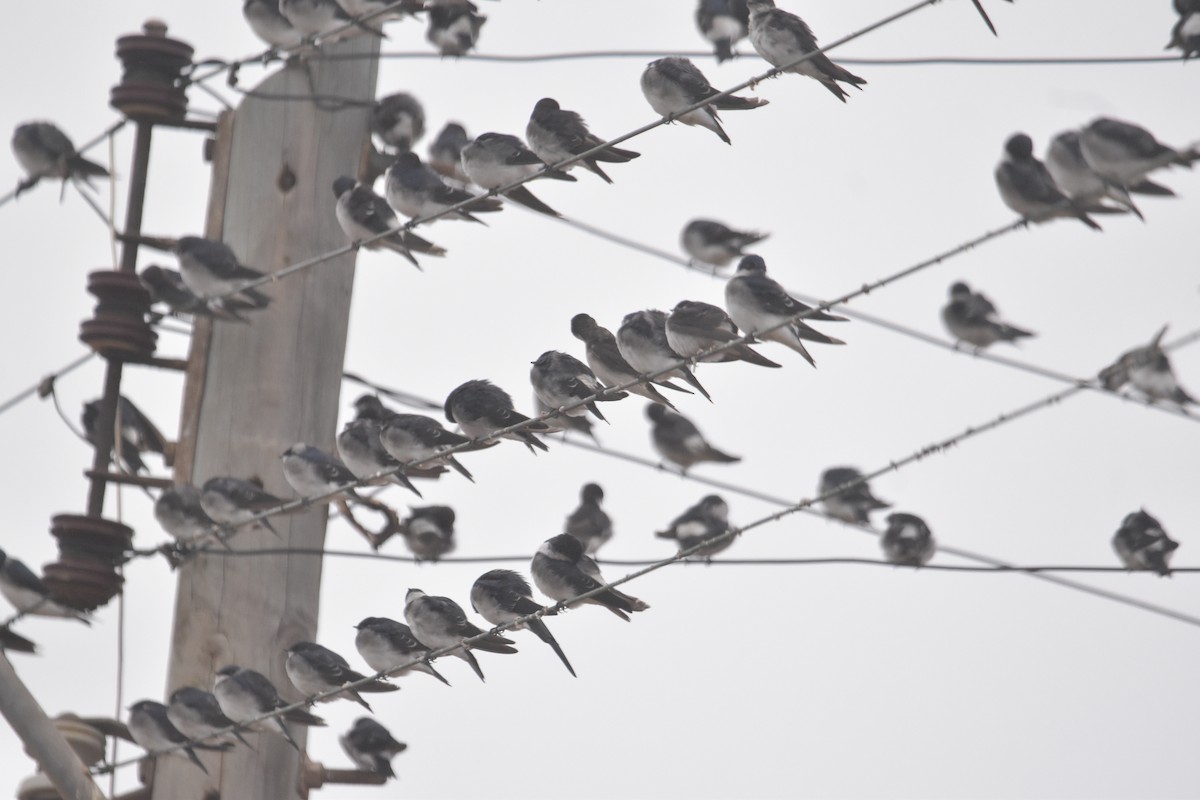 Chilean Swallow - ML616431920