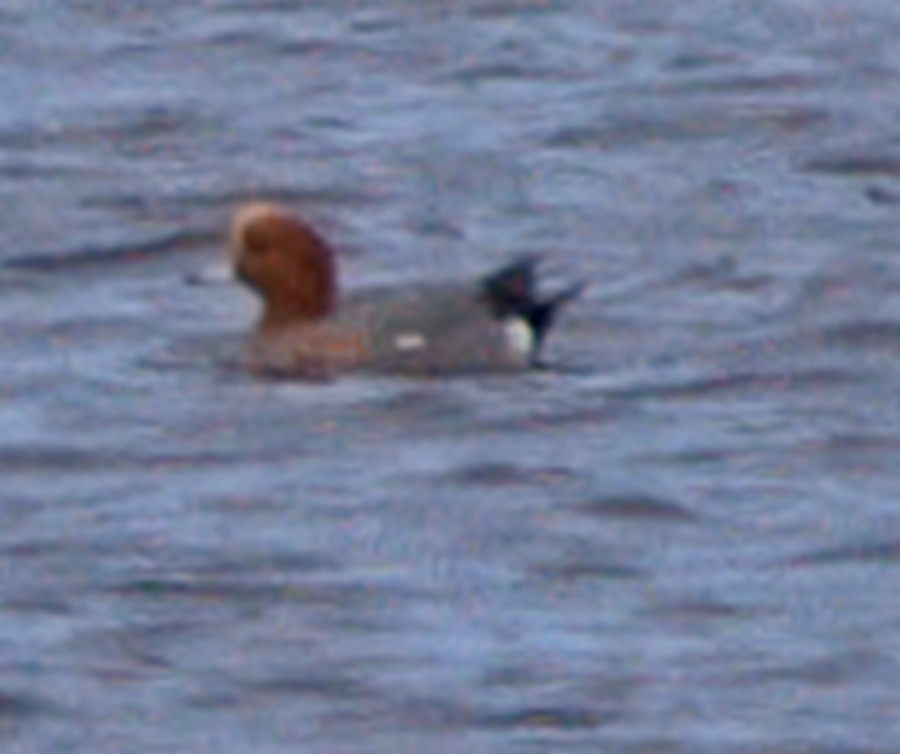 Eurasian Wigeon - William Tilford