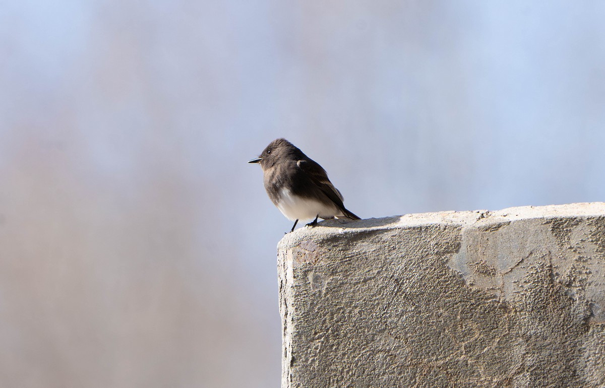 Black Phoebe - ML616431941