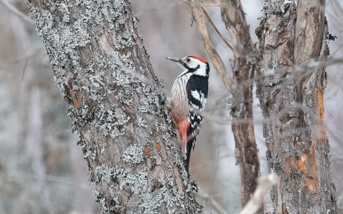 White-backed Woodpecker - ML616431958