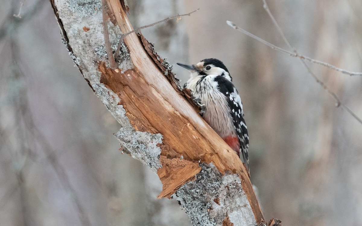 White-backed Woodpecker - ML616431969
