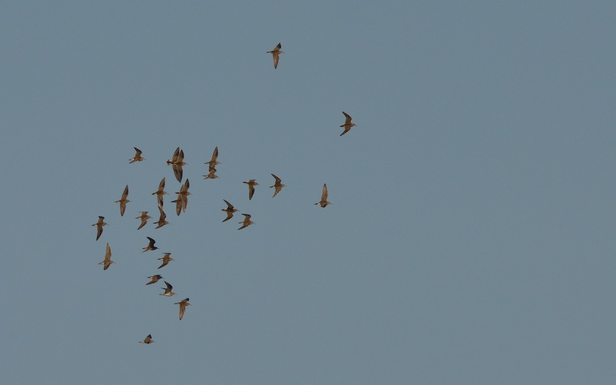 Pectoral Sandpiper - ML616431978