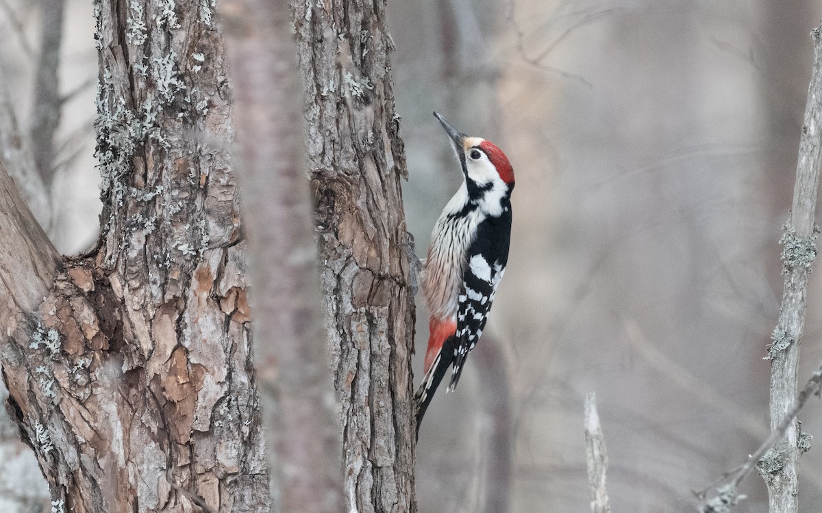White-backed Woodpecker - ML616431981