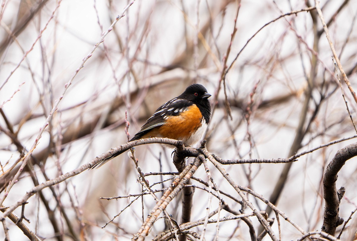 Spotted Towhee - Jonah Snead