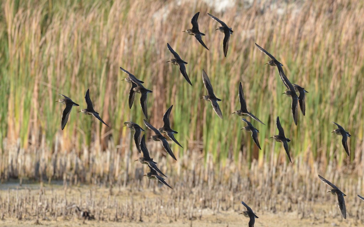 Graubrust-Strandläufer - ML616431986