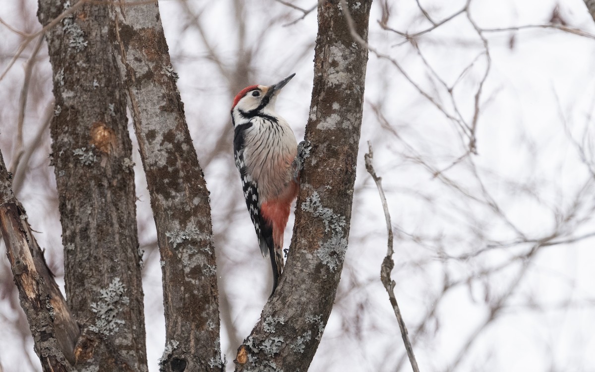 White-backed Woodpecker - ML616431991
