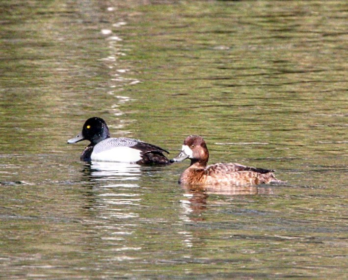 Greater/Lesser Scaup - ML616432010