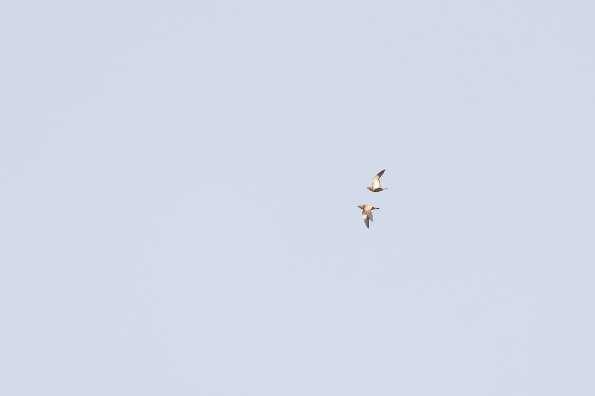 Black-bellied Sandgrouse - ML616432019