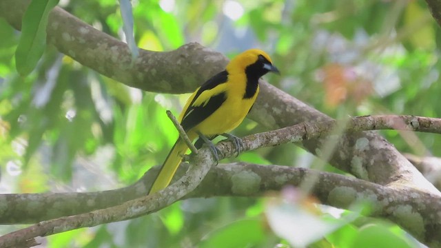 Oriole à queue jaune - ML616432023