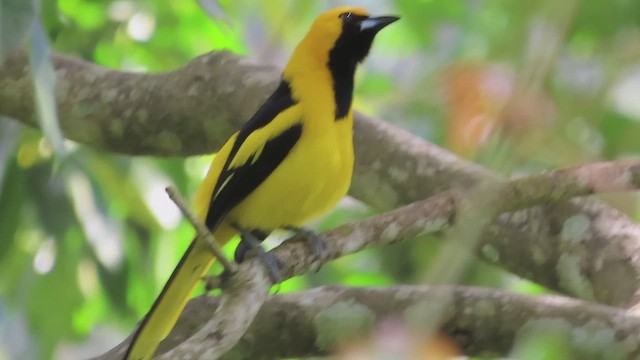 Oriole à queue jaune - ML616432025