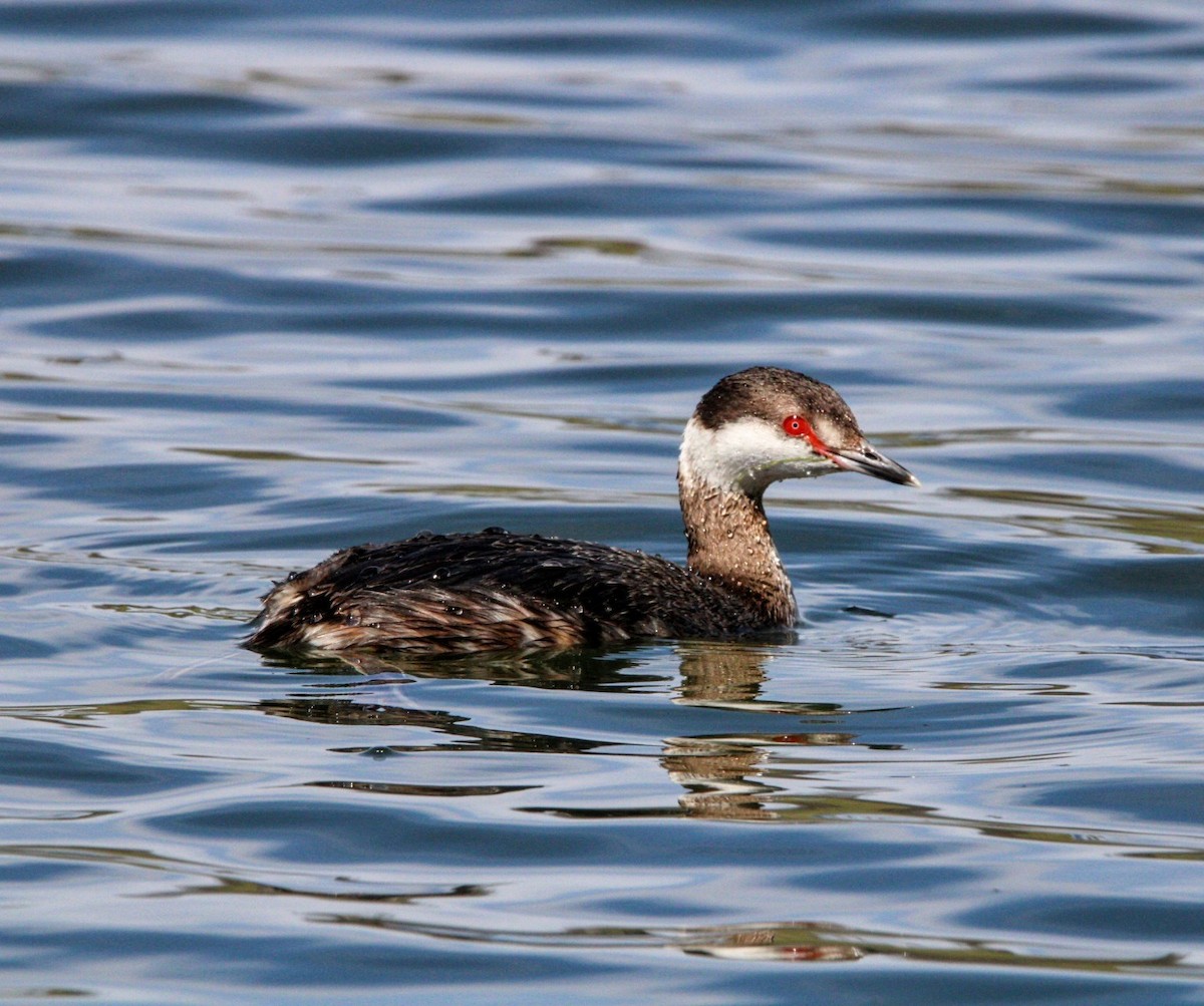 Horned Grebe - ML616432034