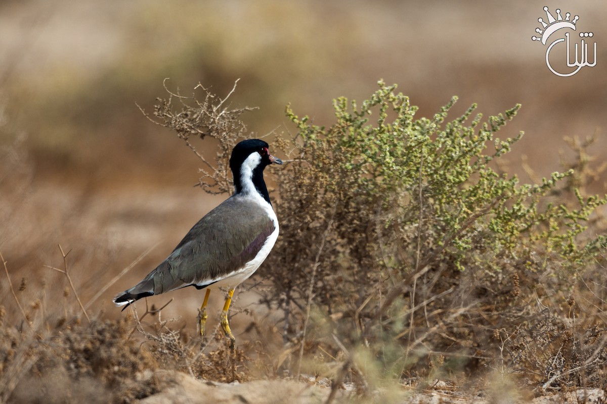 Red-wattled Lapwing - ML616432040