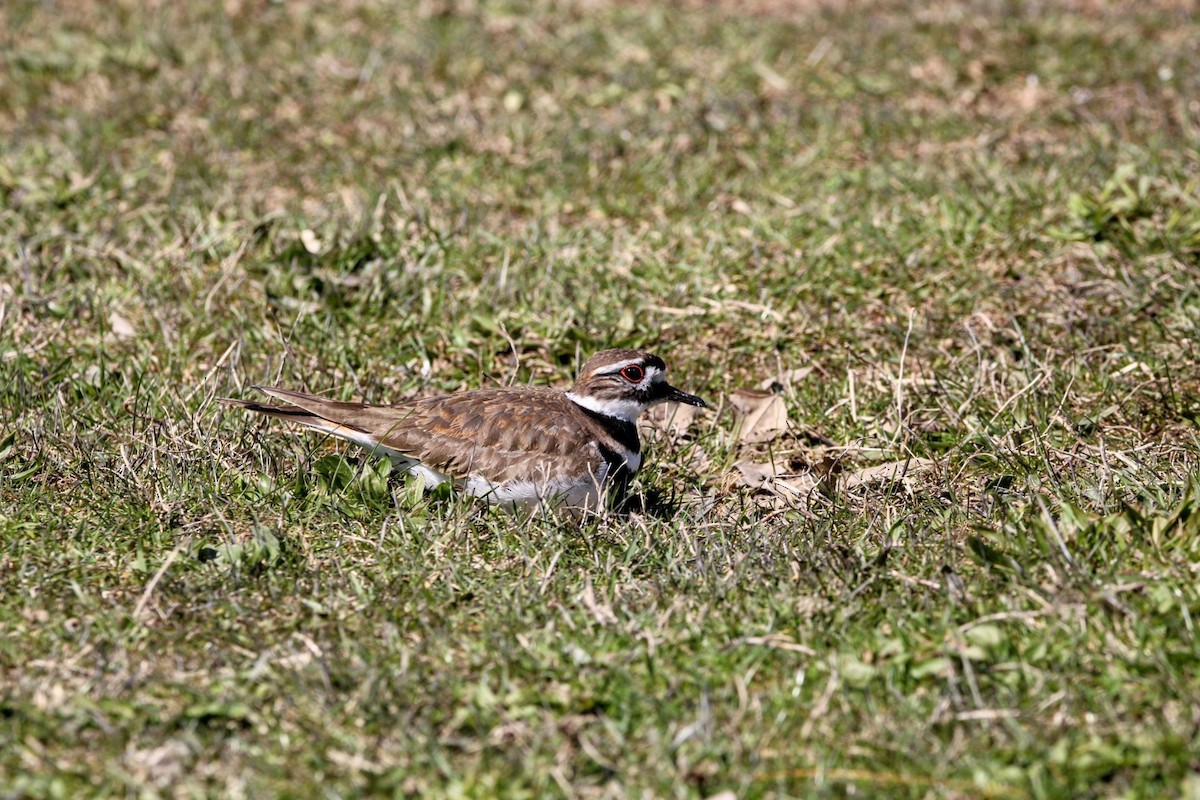 Killdeer - ML616432063